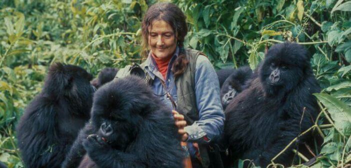 Dian Fossey Kimdir? Gorillerin Korunması İçin Verdiği Mücadele ve Bıraktığı Miras