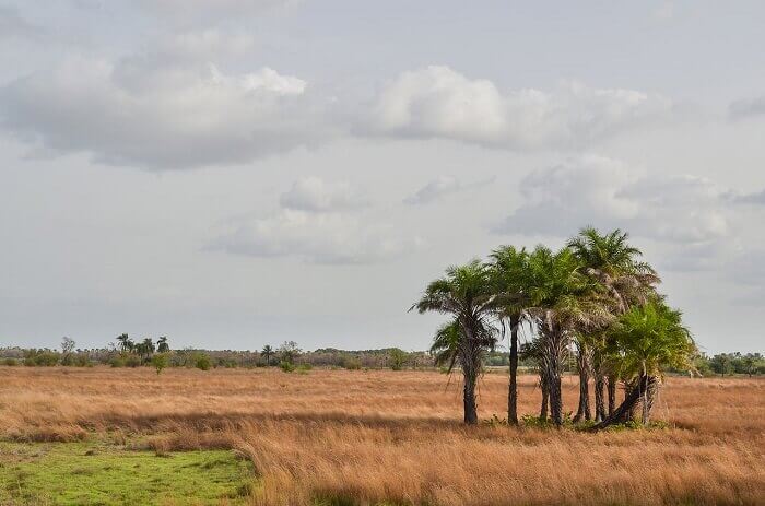 Gine-Bissau